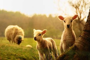 Sheep on a hobby farm